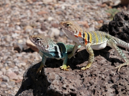 Collared Lizards - arizona, reptil, collared, lizard