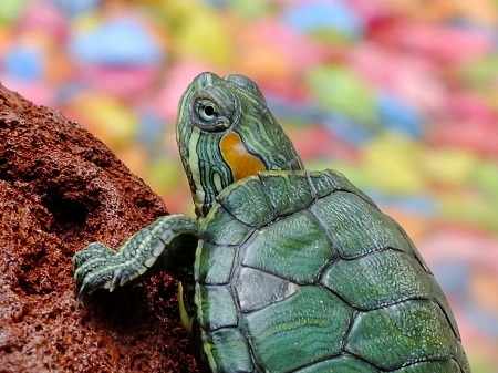 Green Turtle - Reptil, Animal, Turtle, Green