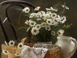 Daisies Still Life