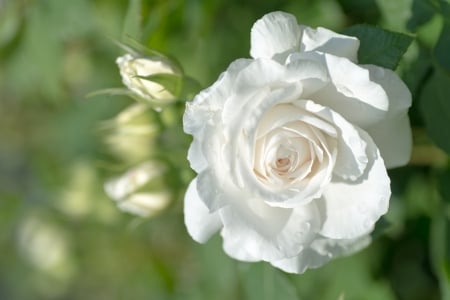 White rose - white, summer, flower, rose, trandafir, green