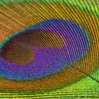 Peacock feather