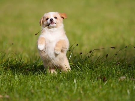 Cute Puppy - puppy, animal, dog, grass