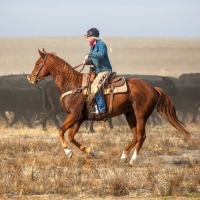 Working Cowgirl