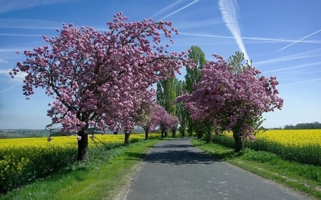 Springtime Road - blooming, trees, blossoms, rape, field