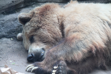 Grizzle bear - nature, photo, bear, grizzle