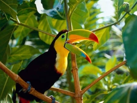 Toucan - animal, wildlife, toucan, bird