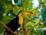 Toucan