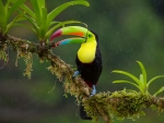 Toucan