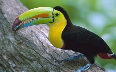 Toucan - animal, wildlife, toucan, bird