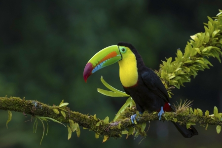 Toucan - bird, animal, Toucan, wildlife