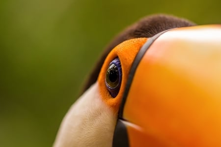 Toucan - bird, animal, Toucan, wildlife