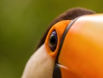 Toucan