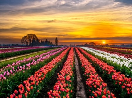 Sunset Over The Tulips Field - nature, sky, trees, clouds, tulips, field, windmill, sunset