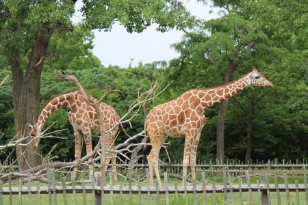 giraffes - photo, nature, giraffes, animals