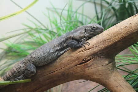 lizard - log, lizard, reptile, photo