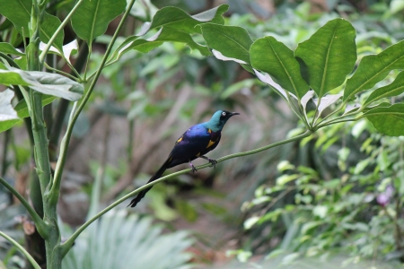 bird - bird, photo, nature, outside