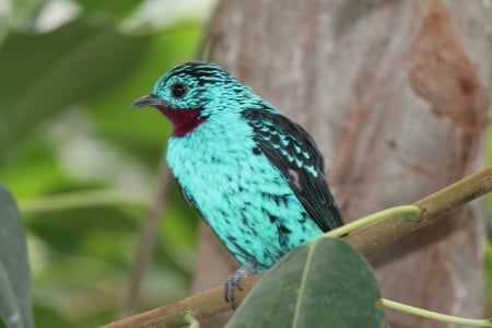 a blue bird - nature, photo, bird, blue