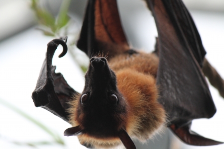 fruit bat - nature, bat, photo, fruit