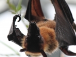 fruit bat