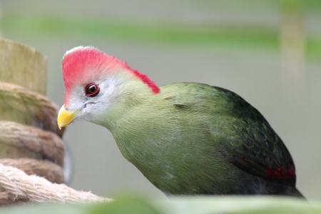 green bird - nature, green, photo, bird