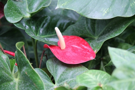 red flower - flower, photo, nature, red