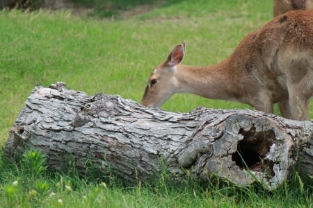 deer - female, photo, nature, deer