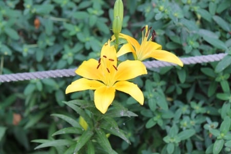 yellow lily - flower, yellow, photo, lily