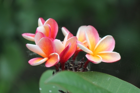 pink and yellow - yellow, photo, flower, pink