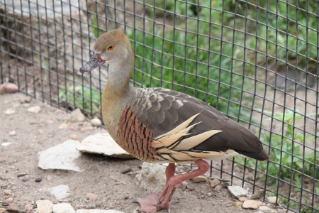 duck - nature, outside, duck, photo