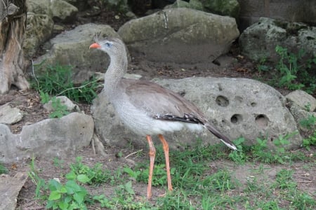 bird - nature, photo, bird, rocks