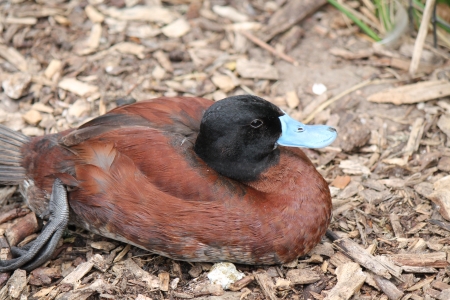 blue bill duck - duck, bill, photo, blue