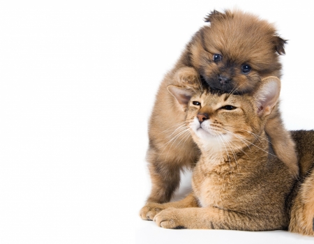 Puppy loves kitty - cat, puppy, couple, funny, pisica, kitten, caine, play, dog, animal