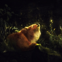 The Fox