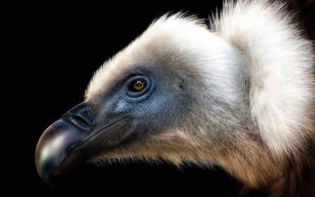 Vulture - white, bird, pasare, black, vulture