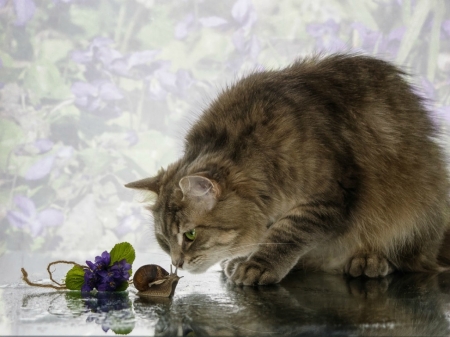 Spring meeting - flower, funny, animal, cute, spring, toporas, violets, cat, daykiney, pisica, snail