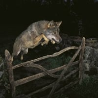 Wolves Jump at Night