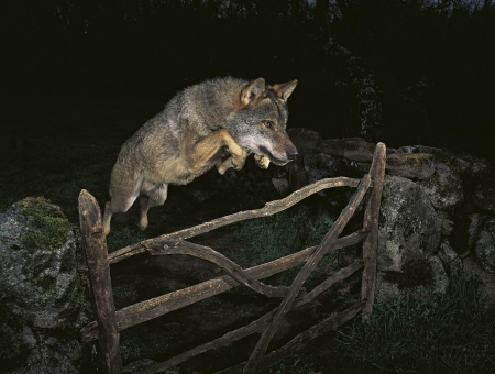 Wolves Jump at Night - jump, night, animal, wolves