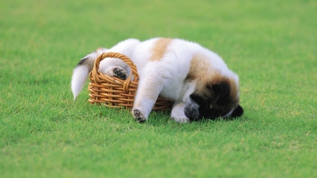 Cute Puppy Sleep - sleep, dog, animal, basket, grass