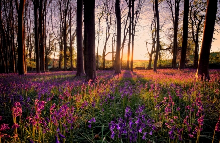 Forest sunlight - sunlight, wildflowers, trees, rays, summer, beautiful, forest, lovely