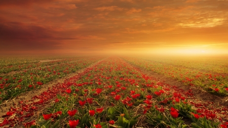 Flower Field - flowers, sunset, nature, fog, field