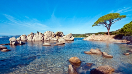 Sunny Palombaggia Beach - nature, beach, trees, sunny, stones