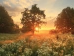 Meadow at Sunrise