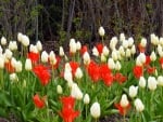 White And Red Beauty's