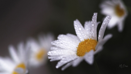 Dew On Chamomile - dew drops, summer, chamomile, daisy, flowers, firefox persona theme, spring