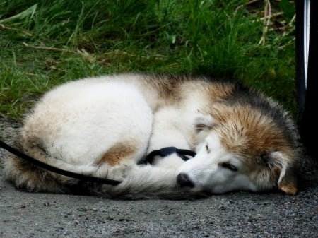 Sleeping dog - relax, sleeping, dog, ground