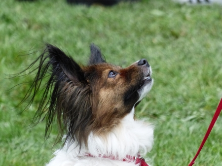 Cute Dog - cute, grass, dog, nossebro