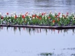 Tulip Garden