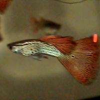 Dan's Redlace Snakeskin Male Guppy