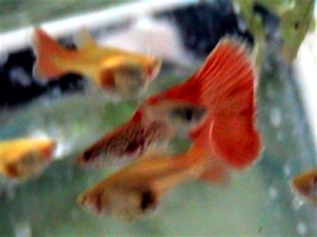 Fancy Guppies: - fish, redlace snakeskin, guppies, livebearers