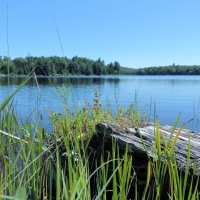 Lake Of Grass